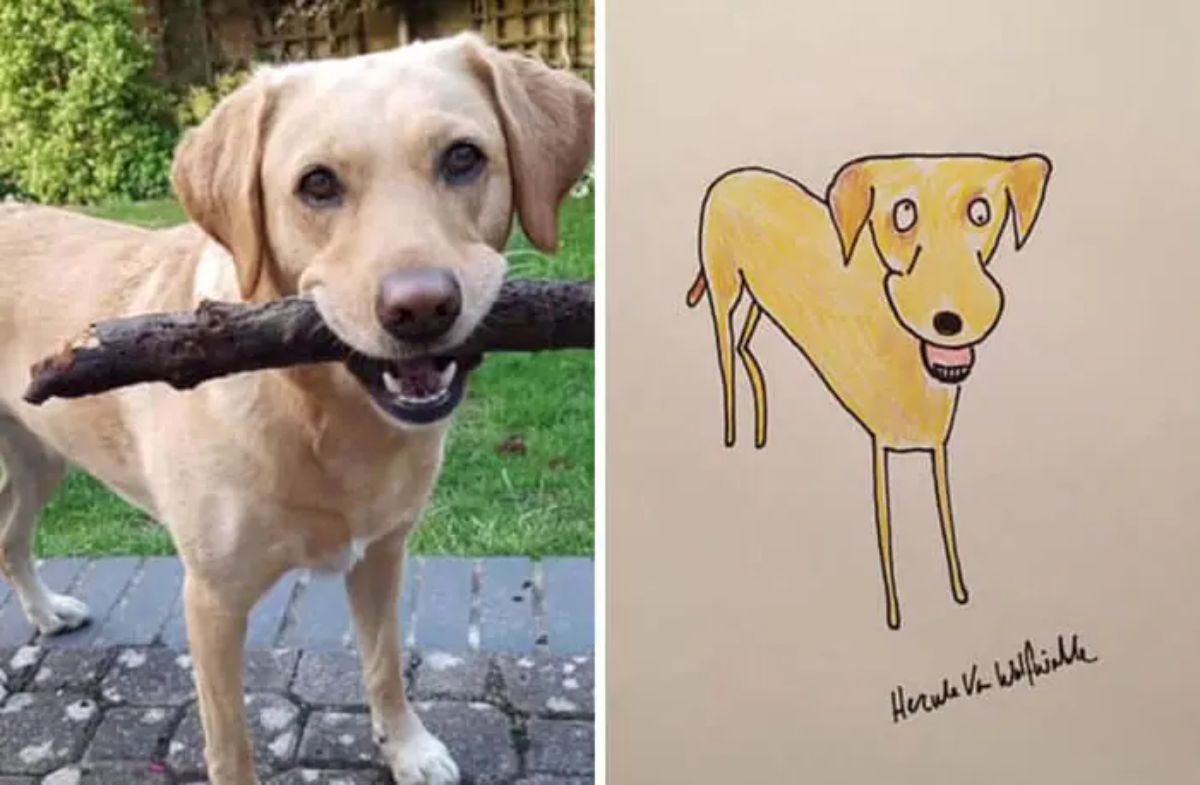 2 photo and cartoon images of a yellow labrador retriever holding a thick branch in its mouth