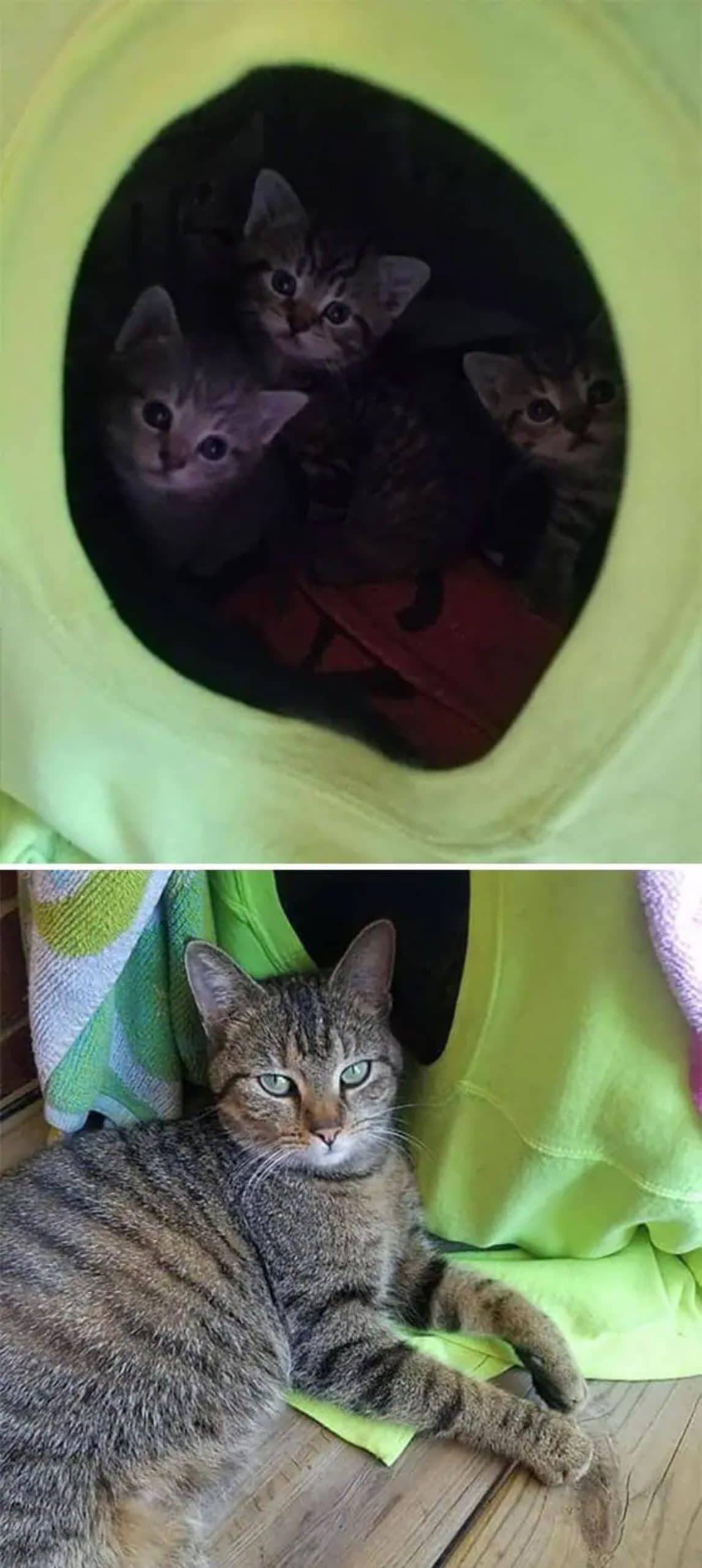 2 photos of a 3 tabby kittens inside a yellow carrier and another photo of a grey tabby cat laying on the floor next to the carrier