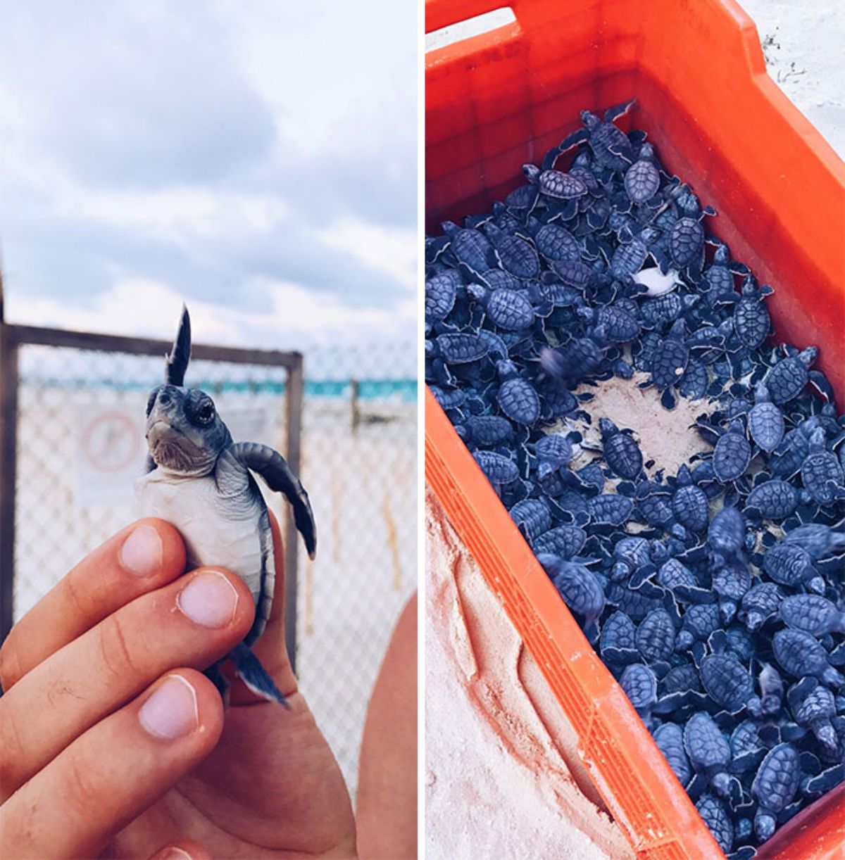2 photos of a baby sea turtle being held in someone's hand and a bunch of them in an orange basket