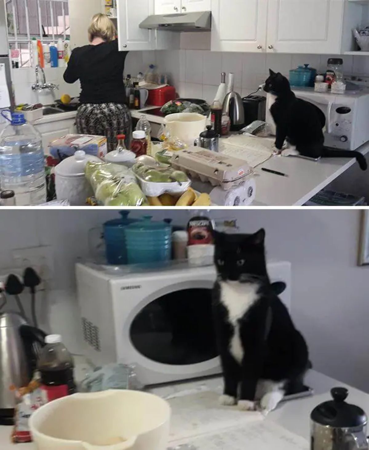 2 photos of a black and white cat sitting on a kitchen counter