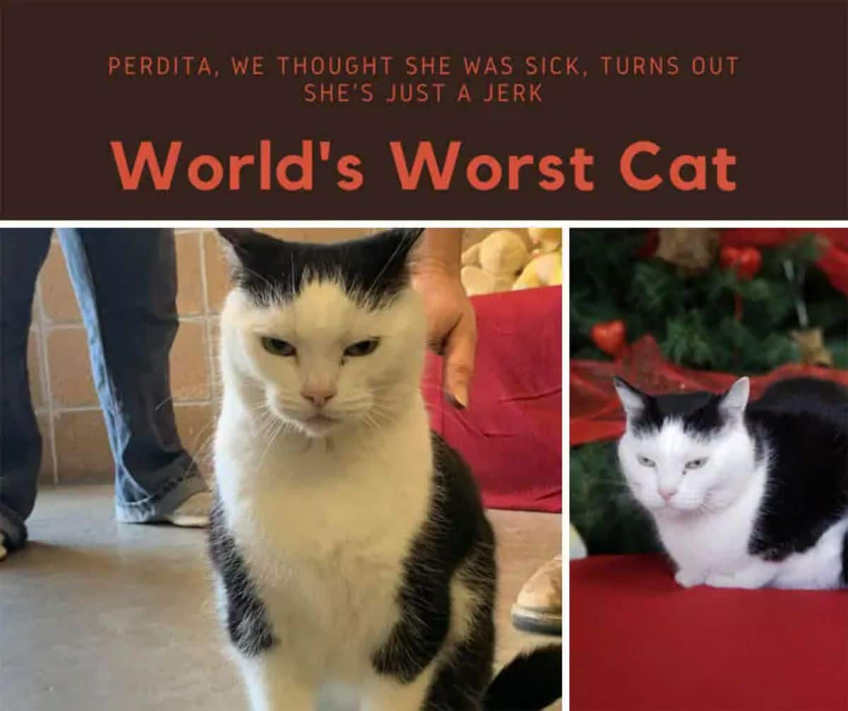 2 photos of a black and white cat with text saying world's worst cat at the top