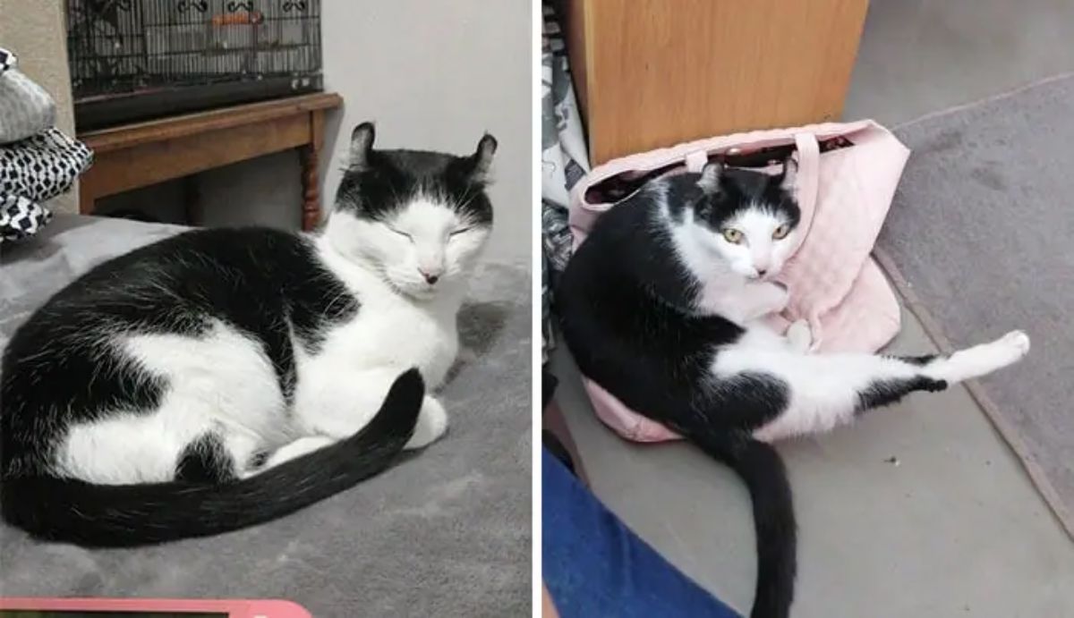 2 photos of a black and white cat