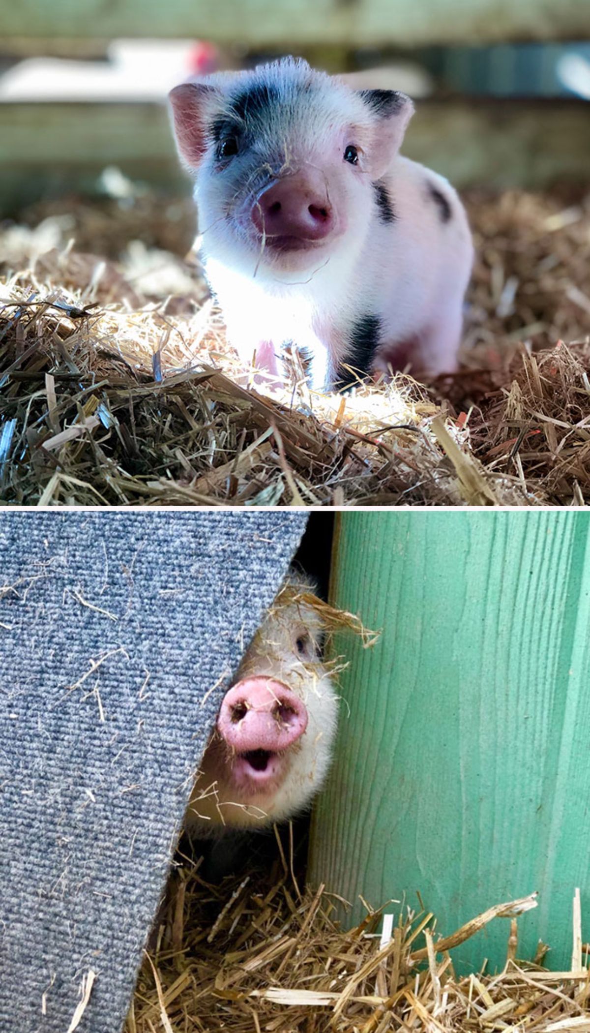 2 photos of a black and white piglet standing in hay
