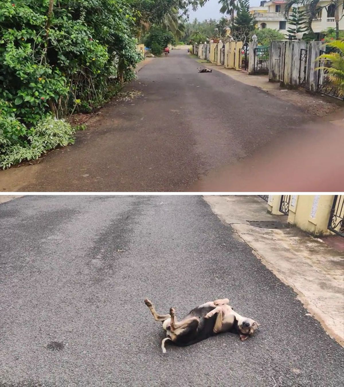 2 photos of a black brown and white dog laying belly up in the middle of the road