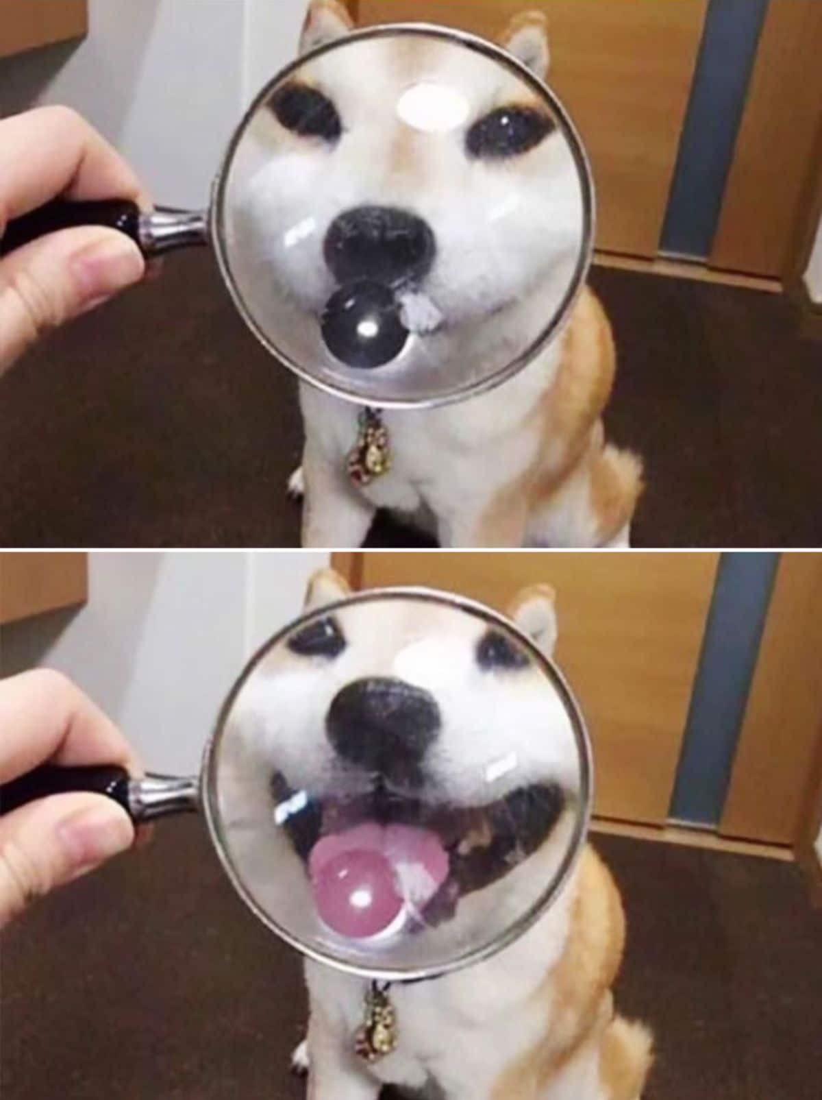 2 photos of a brown and white dog seen through magnifying glass