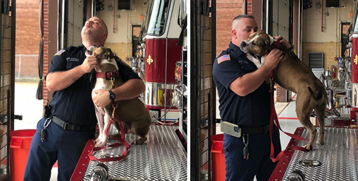 2 photos of a brown and white pit bull licking a male firefighter