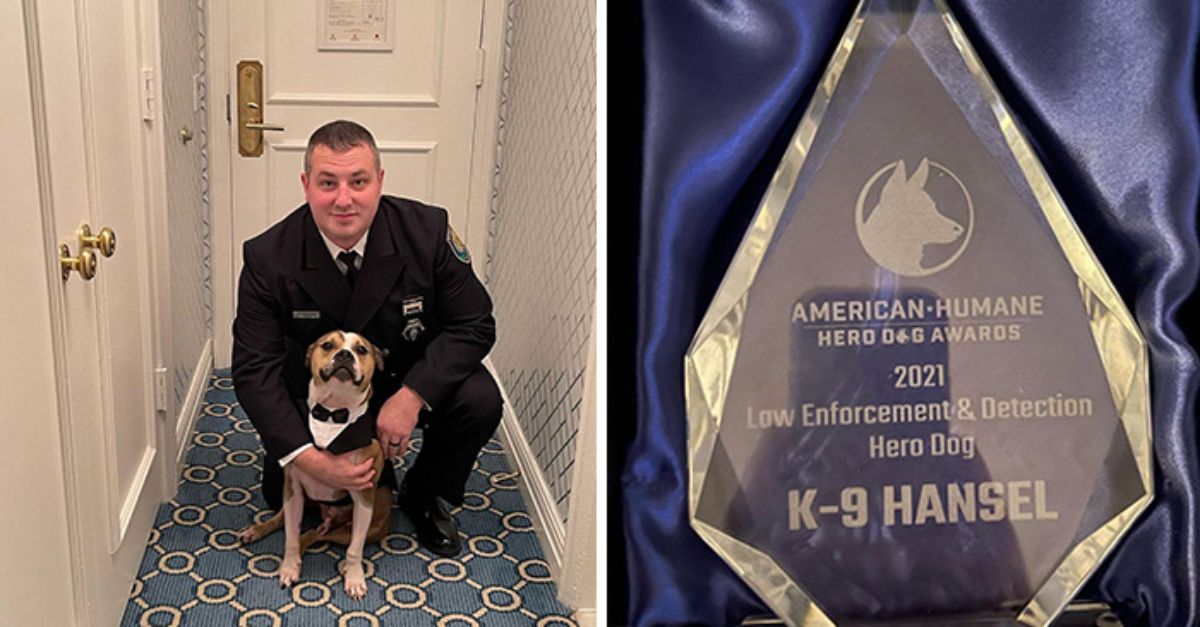 2 photos of a brown and white pitbull in a black and white tux outfit with a man crouching in a corridor and in the second photo is an award for a hero dog in 2021