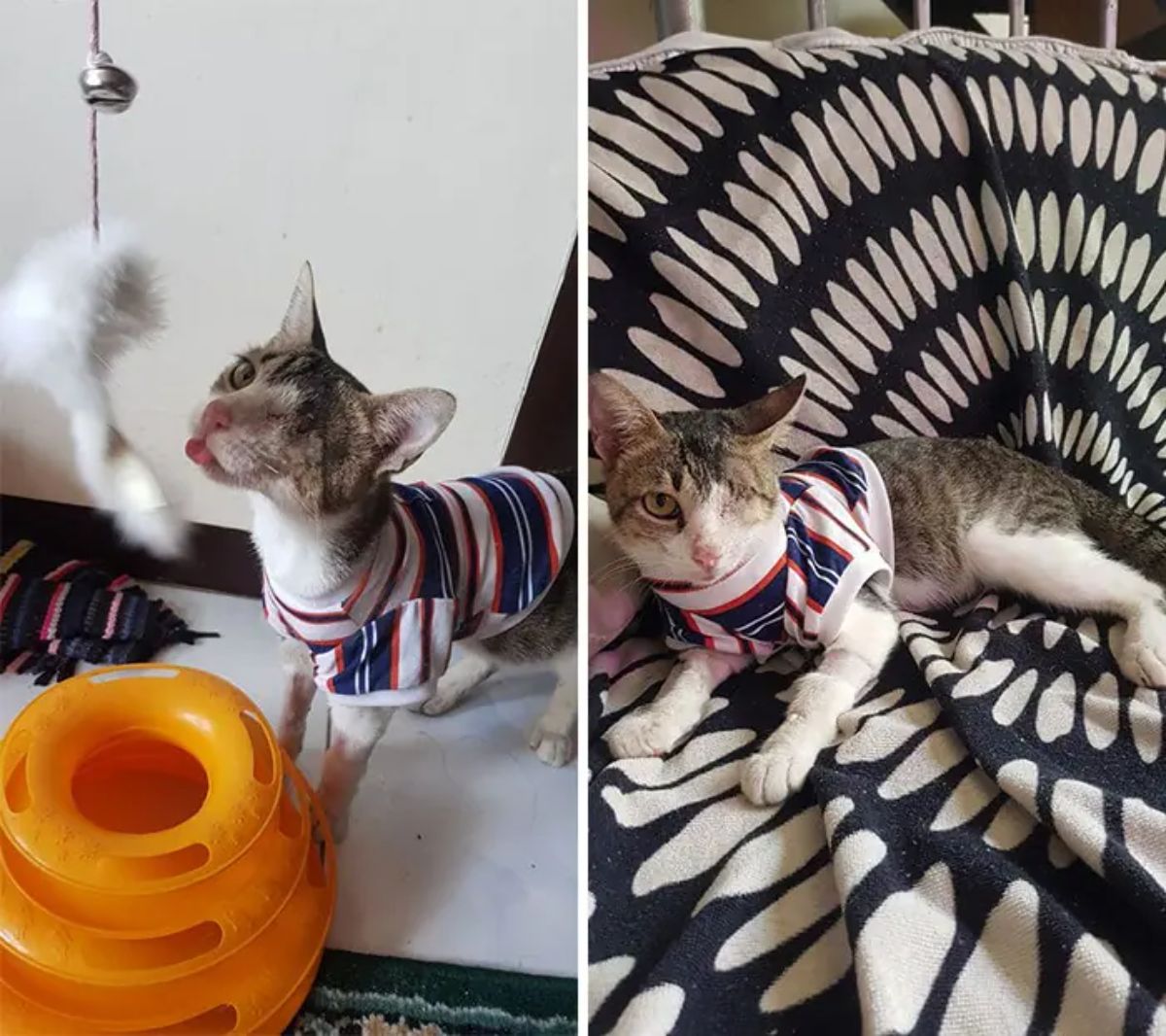 2 photos of a brown and white tabby cat with no left eye wearing a blue red and white shirt