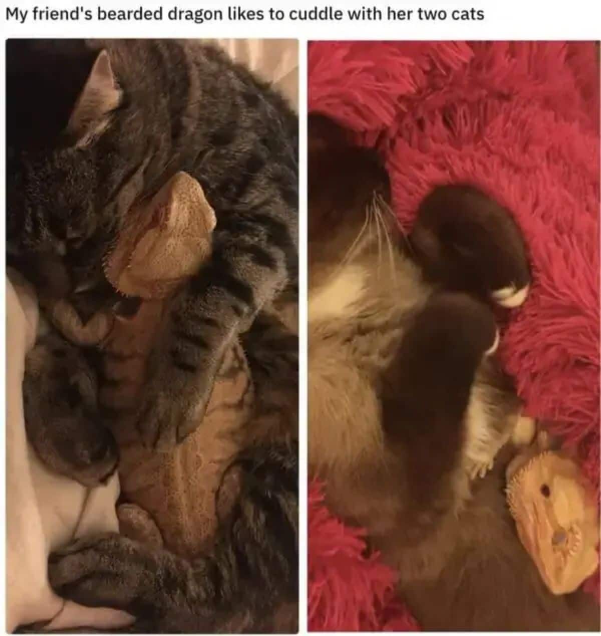 2 photos of a brown bearded dragon cuddling with a grey tabby cat and a brown fluffy cat in another
