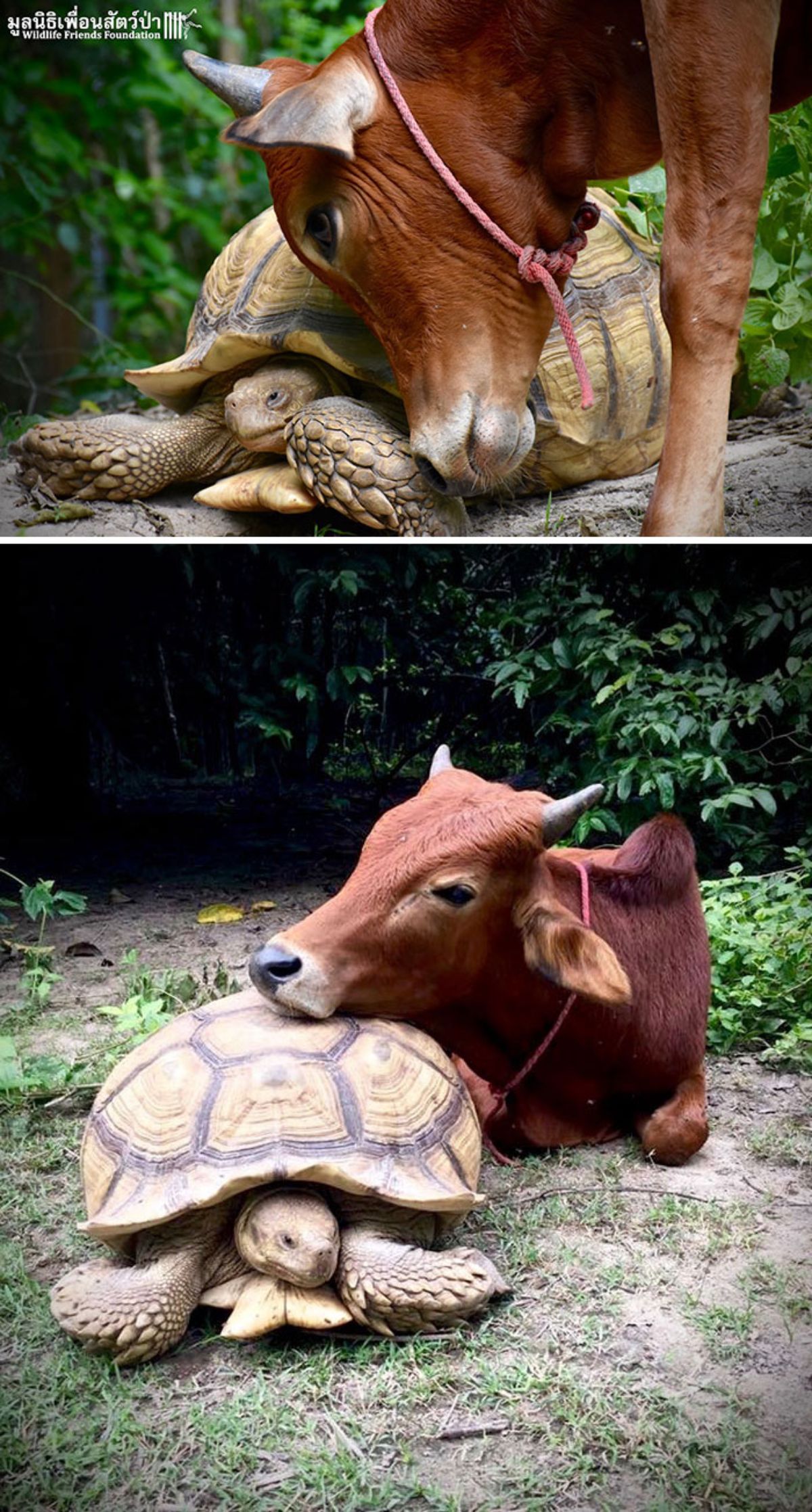 2 photos of a brown bull with a tortoise