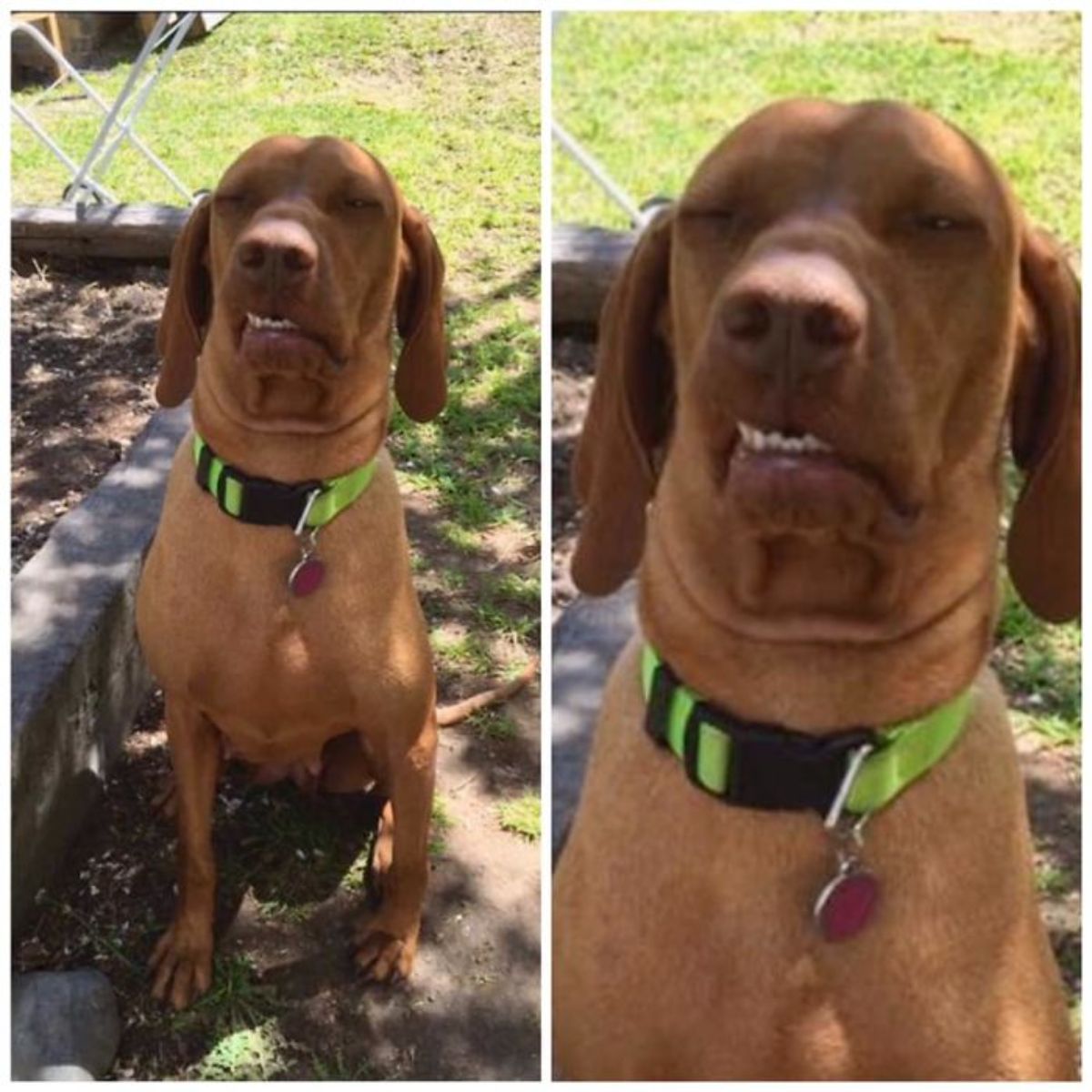 2 photos of a brown dog sitting outside on the ground with one side of the mouth moved up and teeth showing