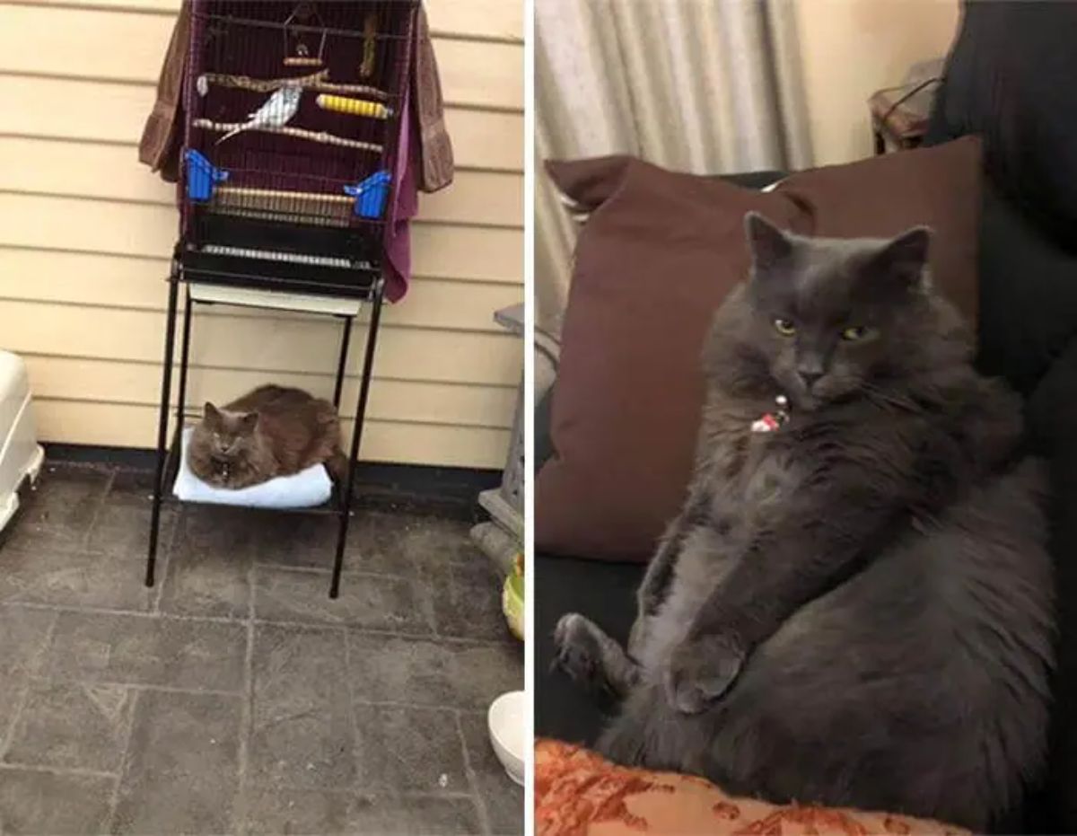 2 photos of a fluffy grey cat