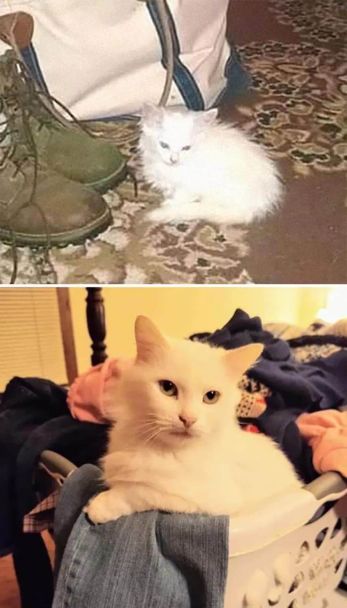 2 photos of a fluffy white kitten