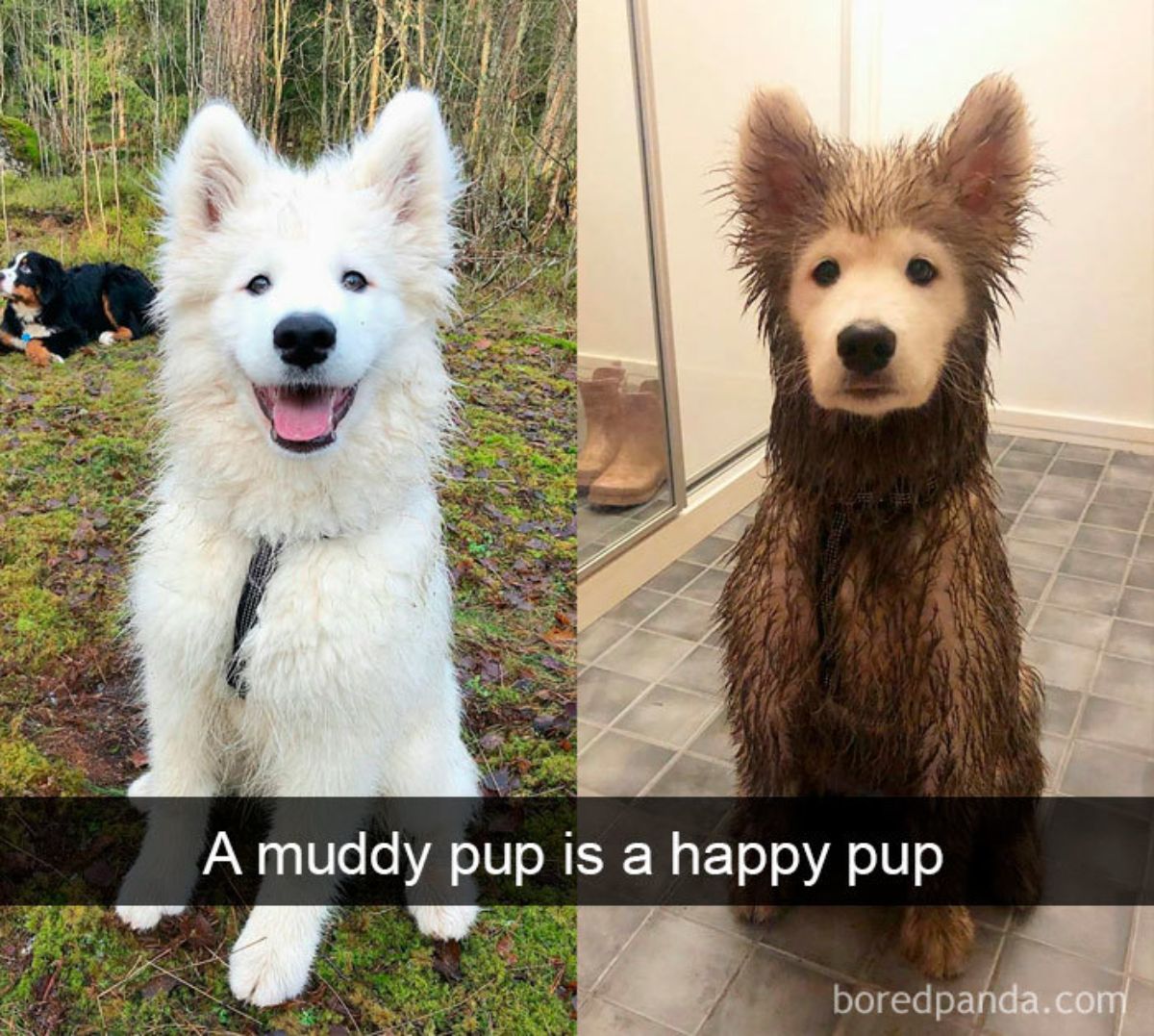 2 photos of a fluffy white pup covered in mud in the second photo with a caption saying a muddy pup is a happy pup