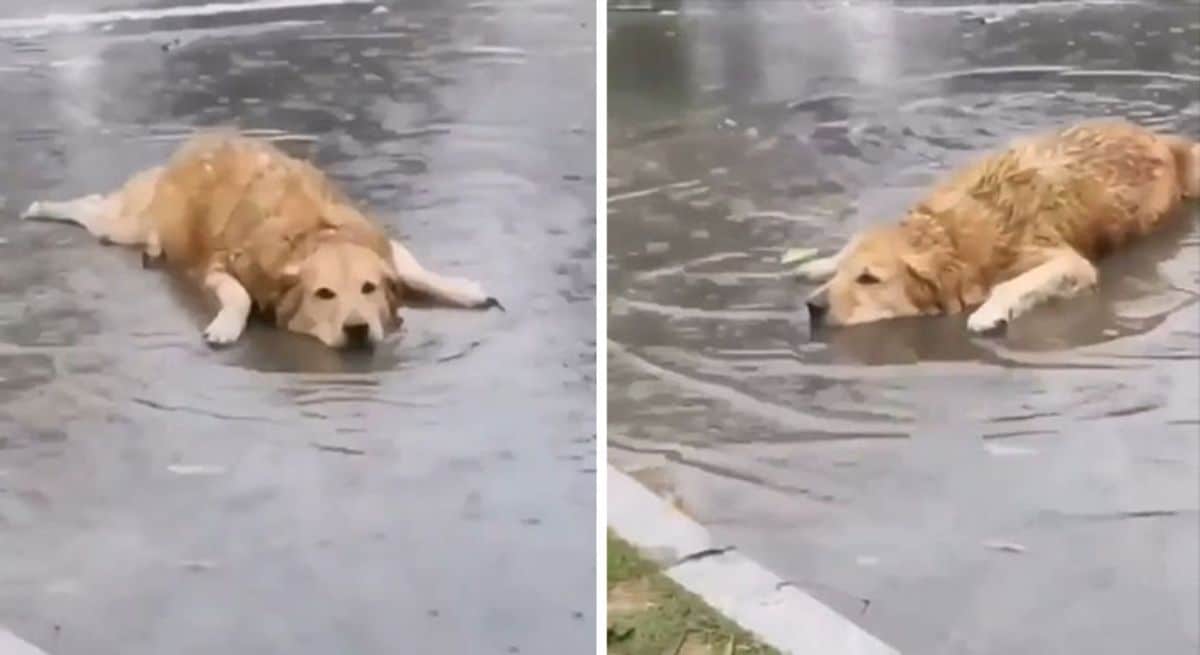 2 photos of a golden retriever laying on a puddle of water on a road