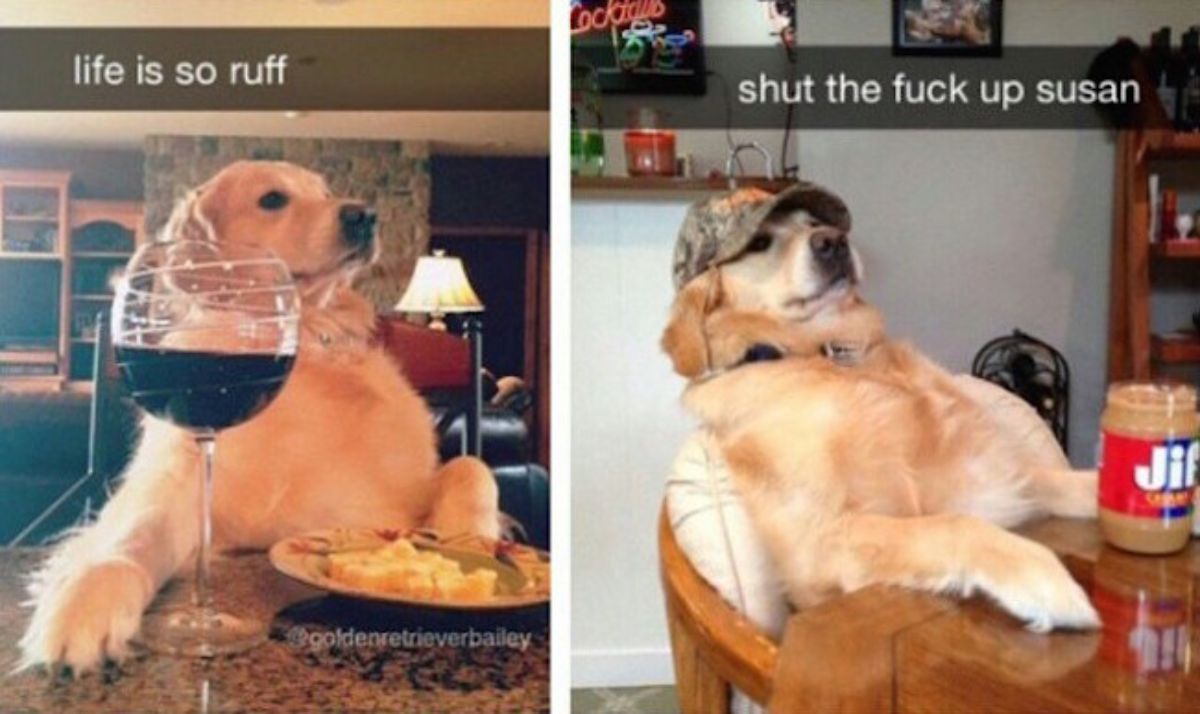 2 photos of a golden retriever sitting at dining tables with the first photo's caption saying life is so ruff and the caption on the second photo saying shut the fuck up susan