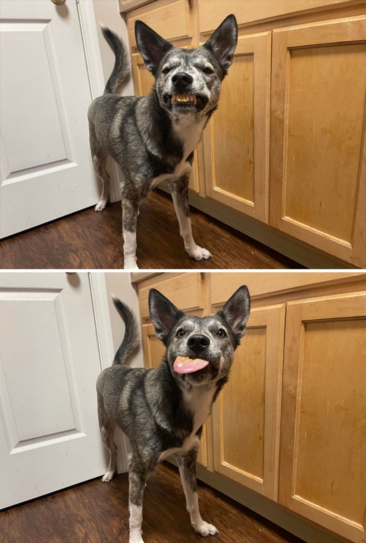 2 photos of a grey and white dog who has peanut butter stuck on its tongue