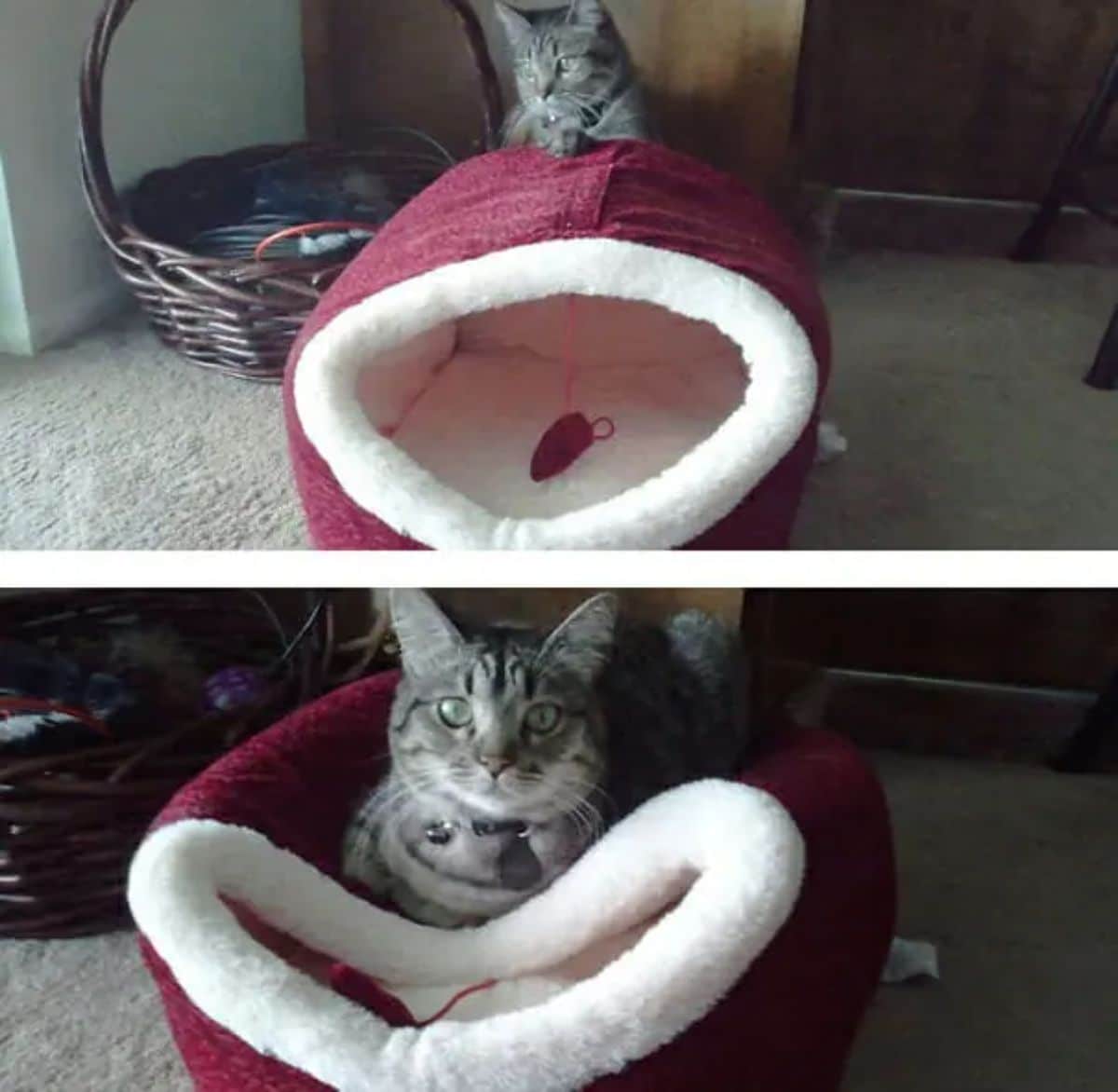 2 photos of a grey cat with a red and white closed cat bed with the cat laying on top of it in the second photo