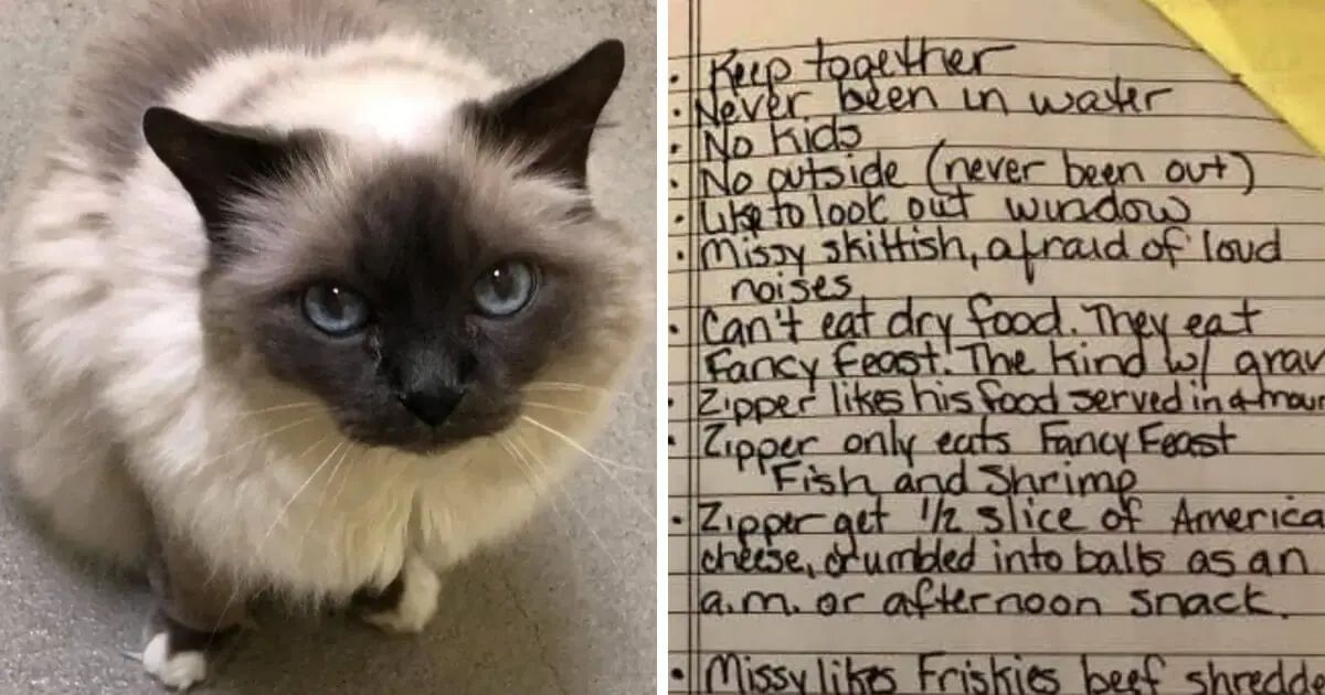 2 photos of a light brown and black fluffy berman cat and a note with bullet points