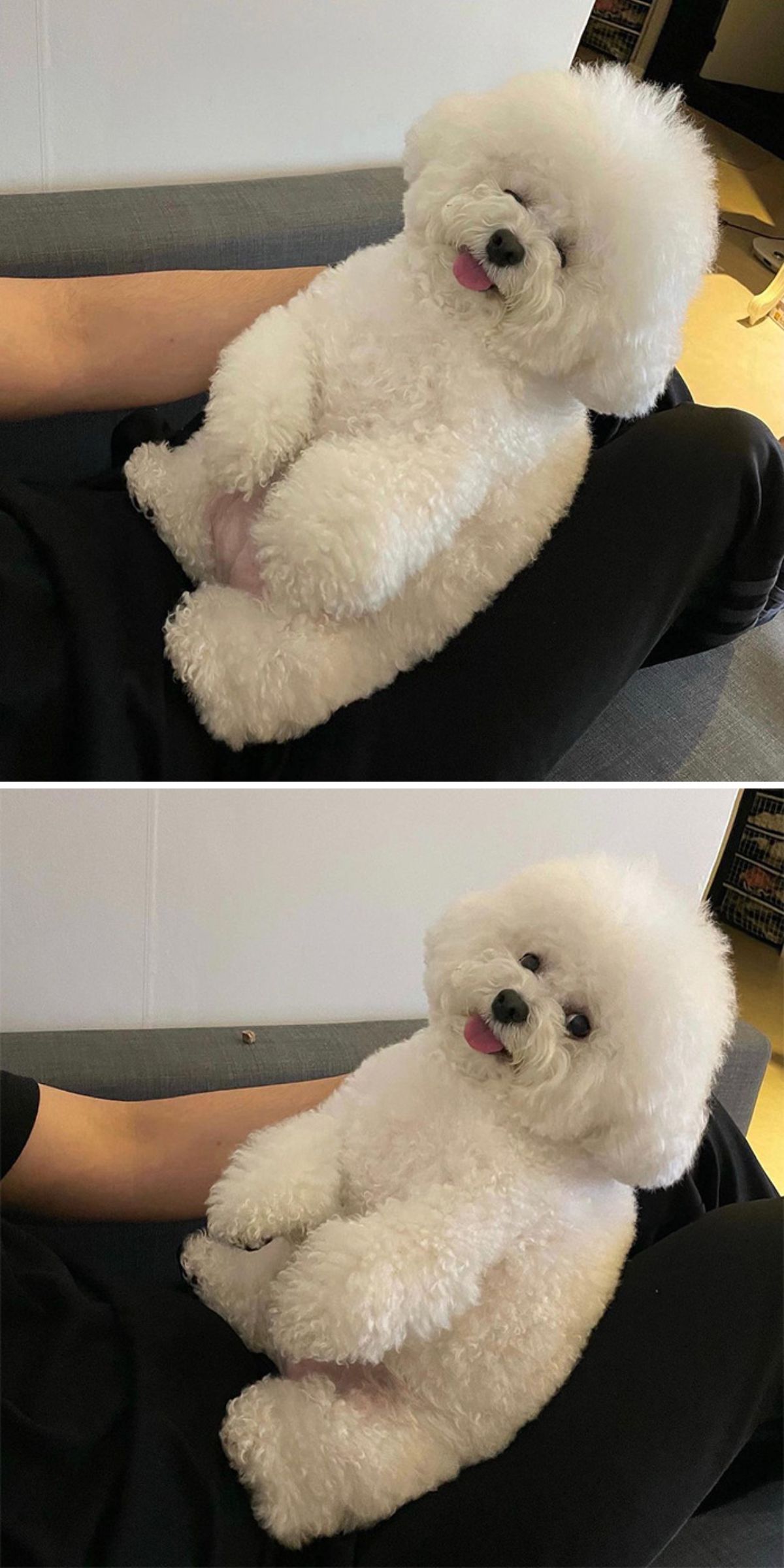 2 photos of a small fluffy white dog laying back against a black sofa