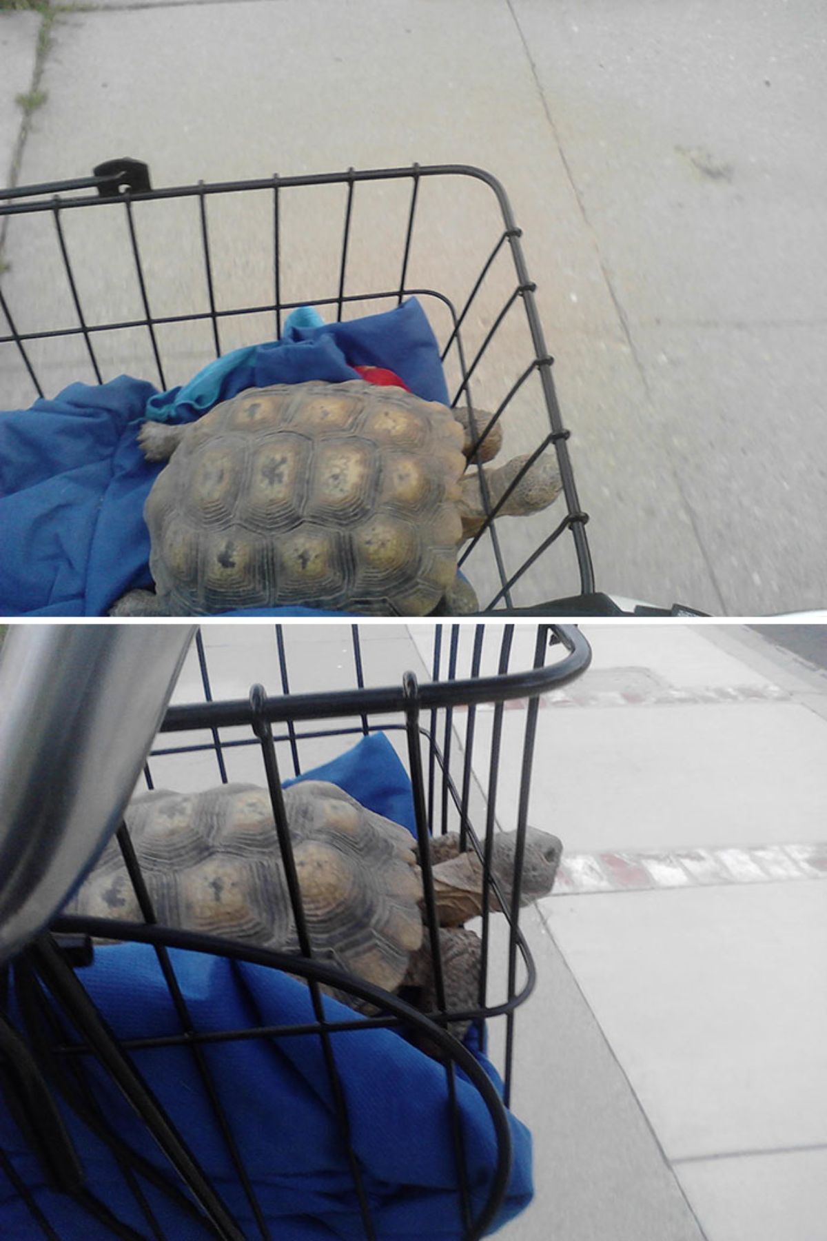 2 photos of a tortoise laying in a bike basket being taken on a bike ride