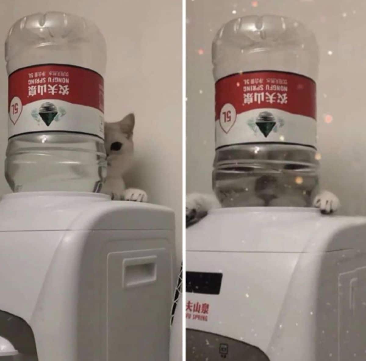 2 photos of a white cat laying on a water cooler and looking through a water filled tub