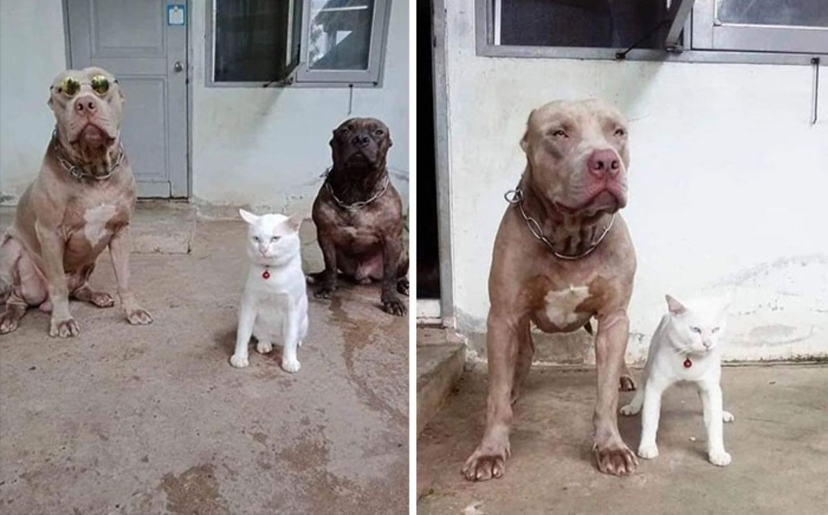 2 photos of a white cat standing like a dog next to brown pit bulls