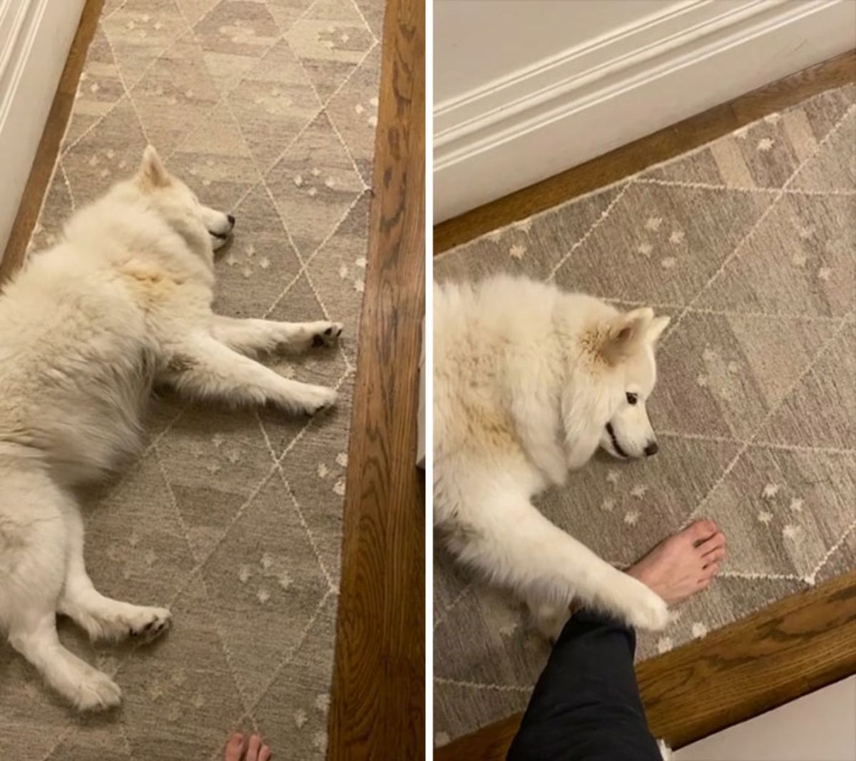2 photos of a white fluffy samoyed laying on the floor of a hallway and placing a paw on someone's foot in the second photo