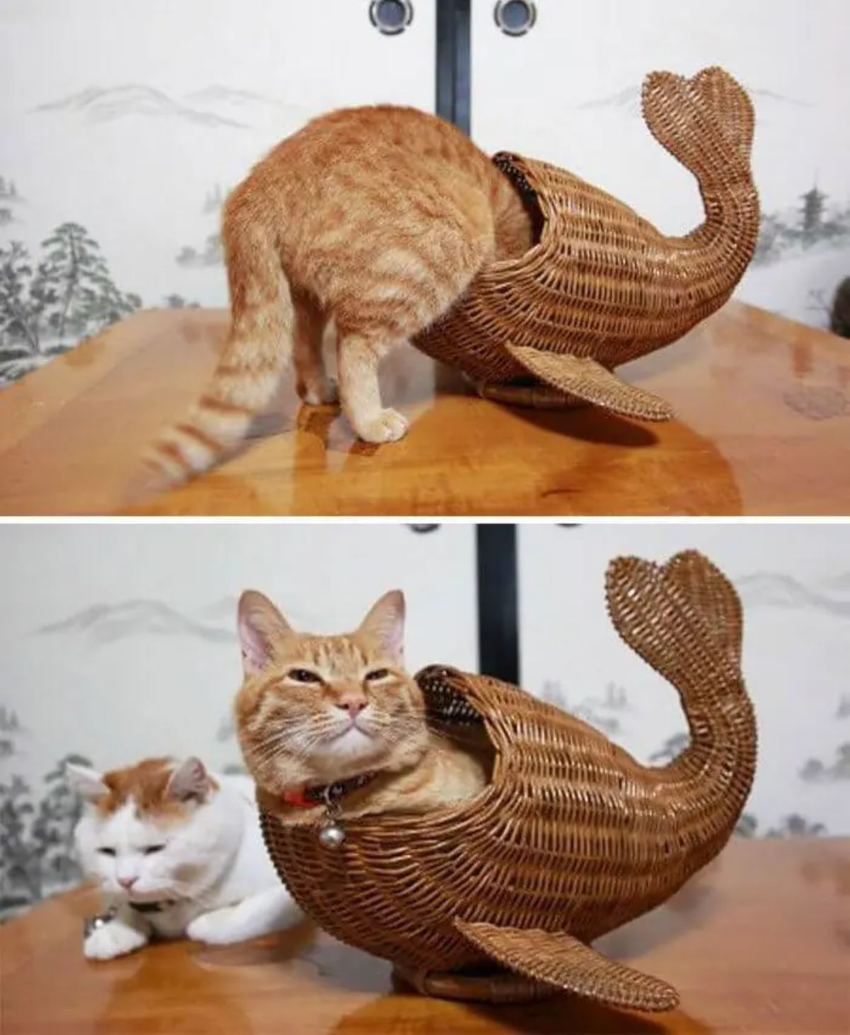 2 photos of an orange cat with the head inside a wicker mermaid tail and sitting inside the tail in the second photo with an orange and white cat next to him on the table