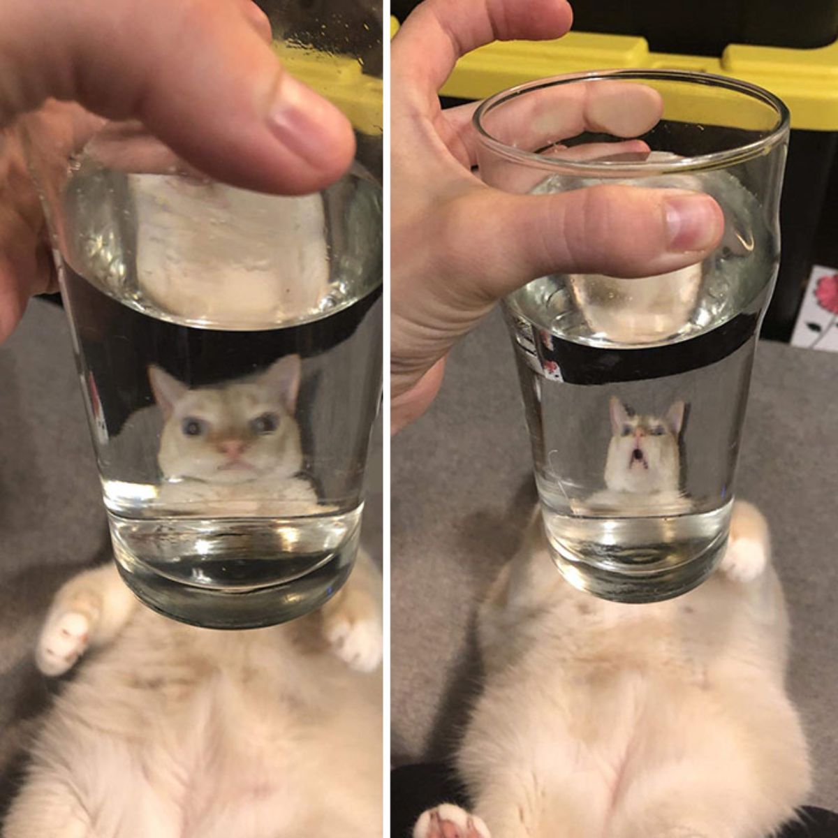 2 photos of an orange cat laying belly up on brown carpet looking through a glass of water