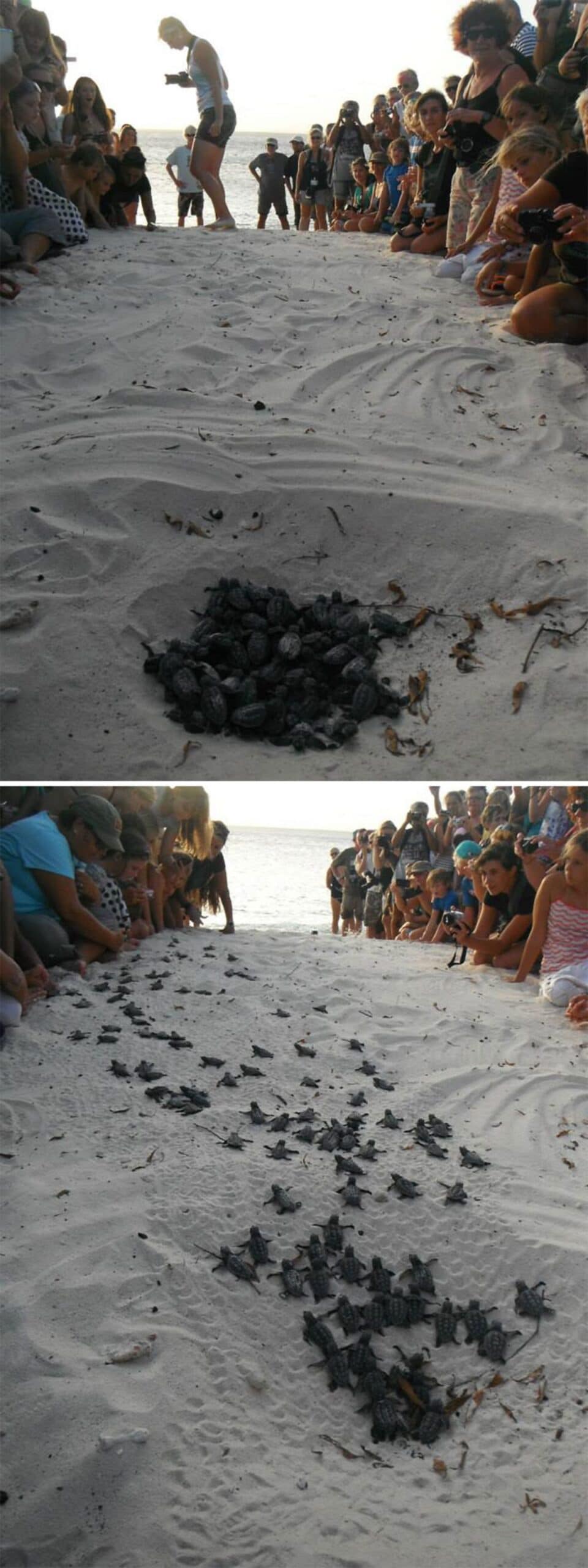 2 photos of people forming a human wall on either side of a bunch of tiny turtles walking on the white beach to the ocean
