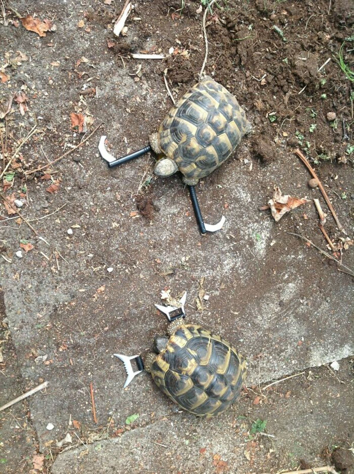 2 turtles on the ground with tiny weapons placed in front of their front legs