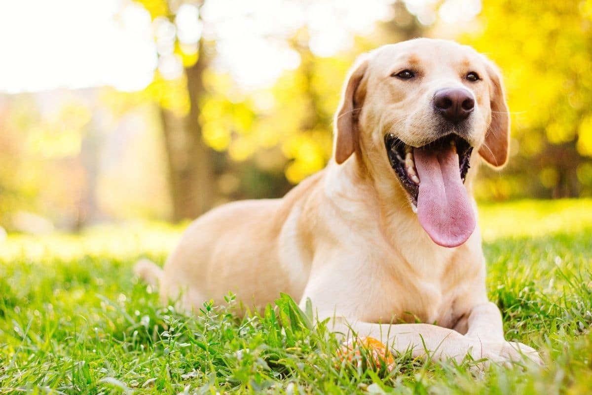 Happy smiling golden dog lying on the green grass