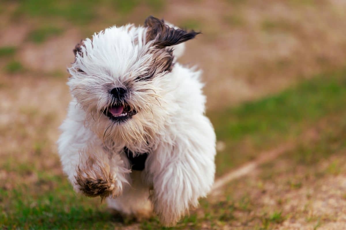Tiny fluffy white dog running on grass