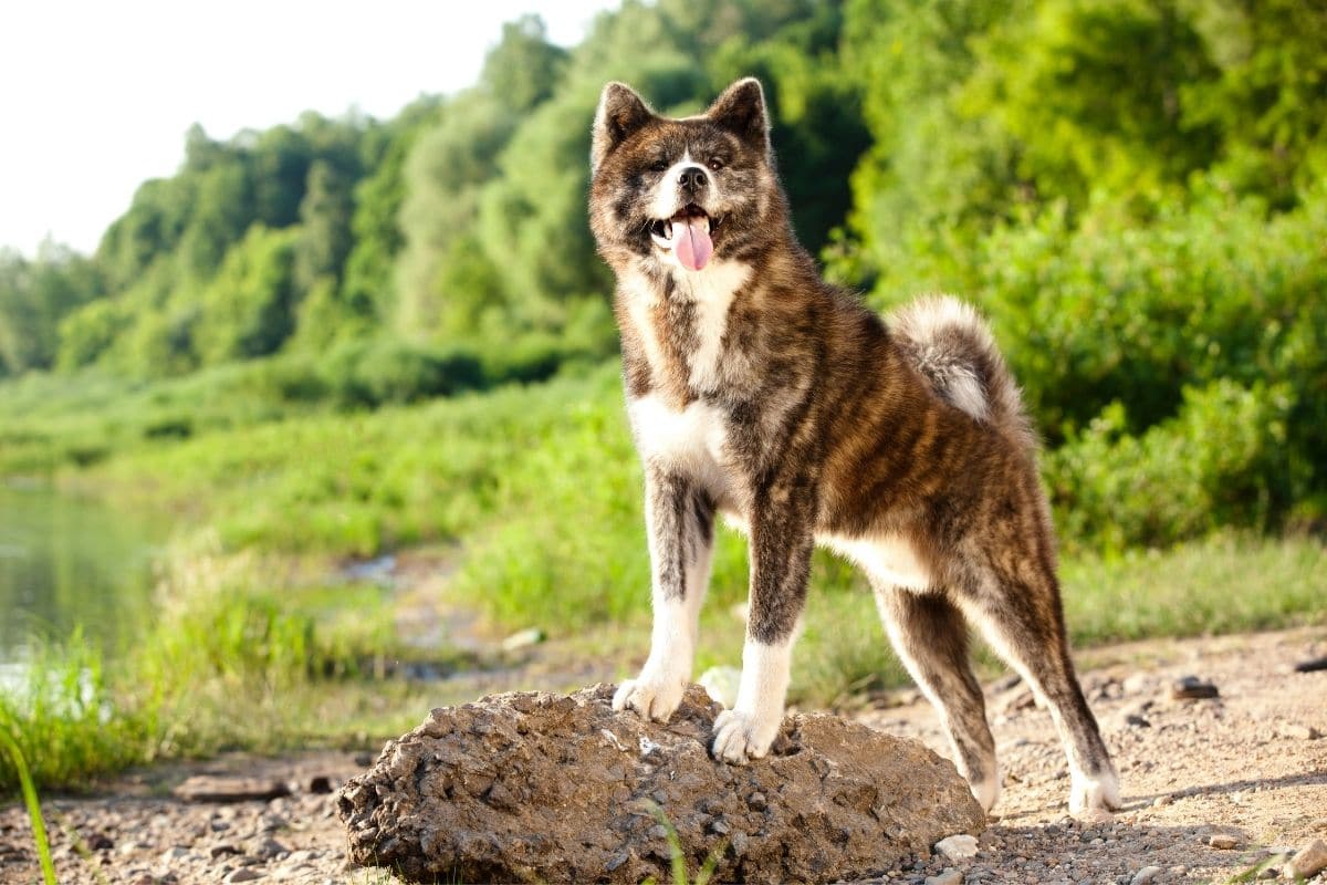 Brindle Akita standing on gravel near forest and lake