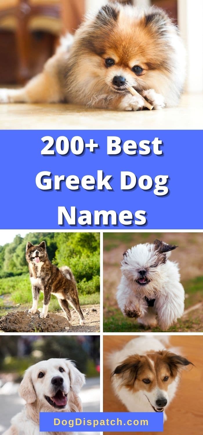 200+ Best Greek Dog Names (2022 Updated) - Dog Dispatch