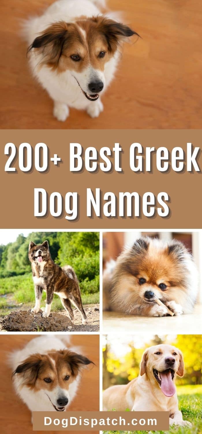 Unique Greek Dog Names Male