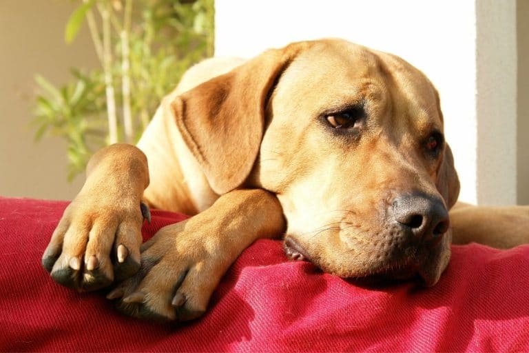 200 Best Names For Lazy Dogs 2022 Updated Dog Dispatch   200 Best Names For Lazy Dogs 1 768x512 