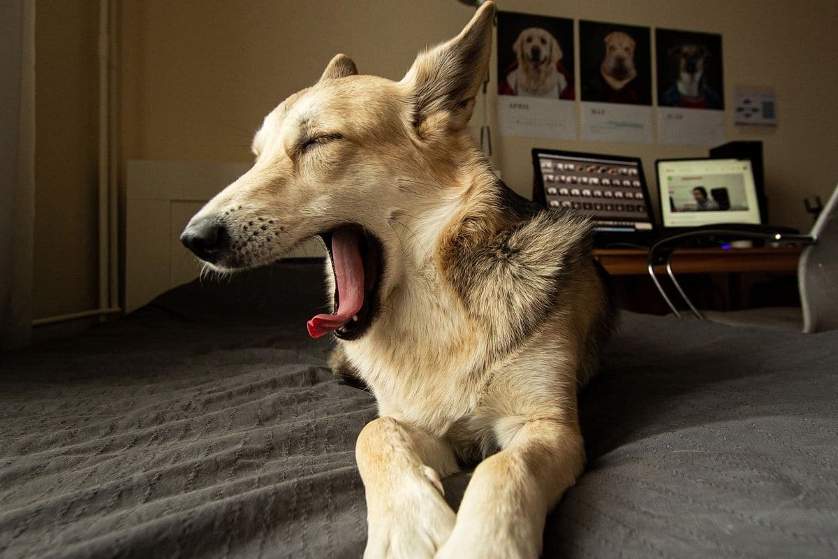 Big gray yawning dog lying on bed in bedroom