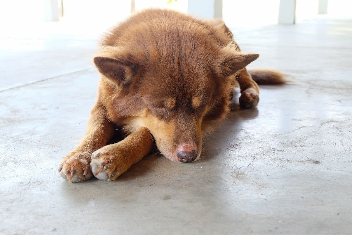 Brown fluffy dog sleeping on concrete floor