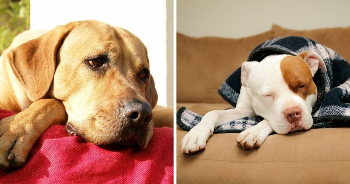 200-best-names-for-lazy-dogs-2022-updated-dog-dispatch