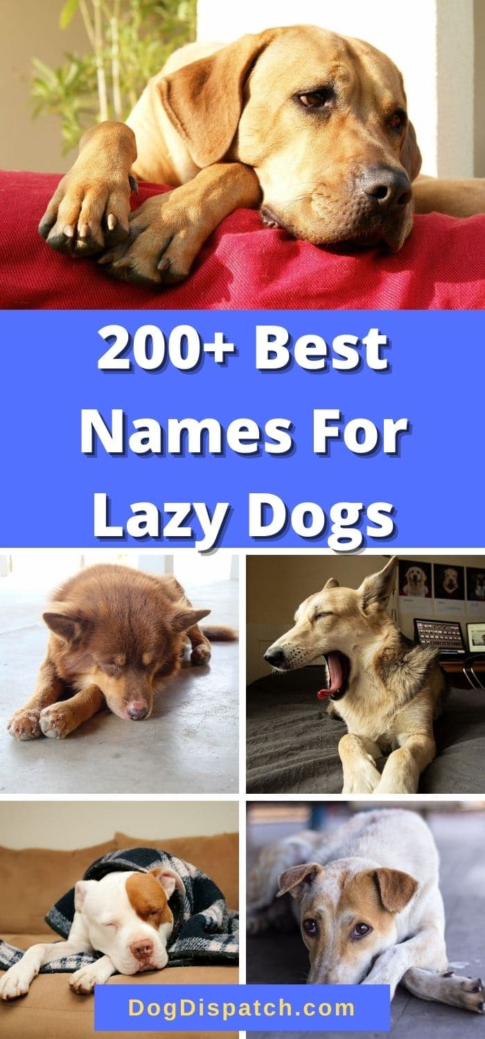 200+ Best Names For Lazy Dogs (2022 Updated) - Dog Dispatch