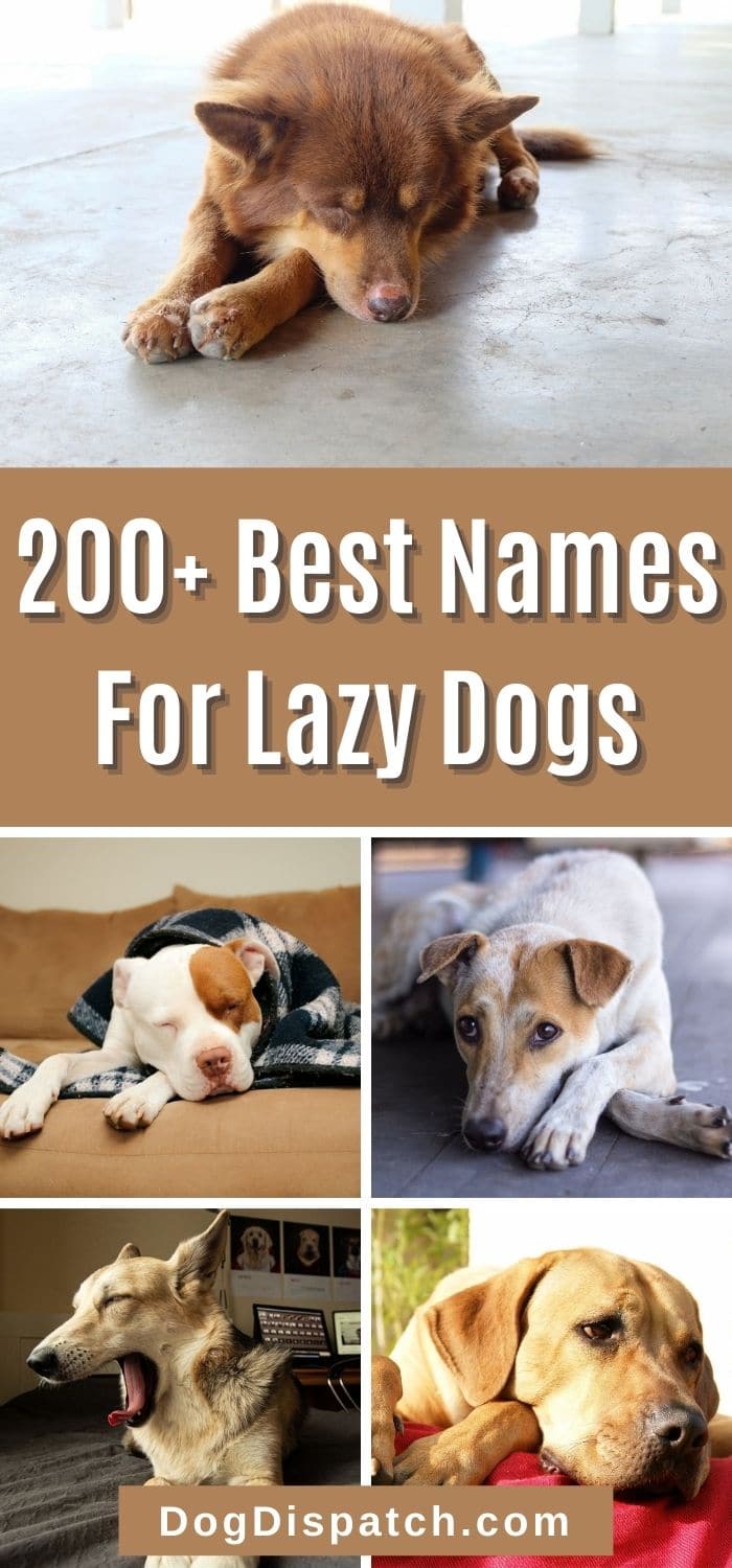 200-best-names-for-lazy-dogs-2022-updated-dog-dispatch