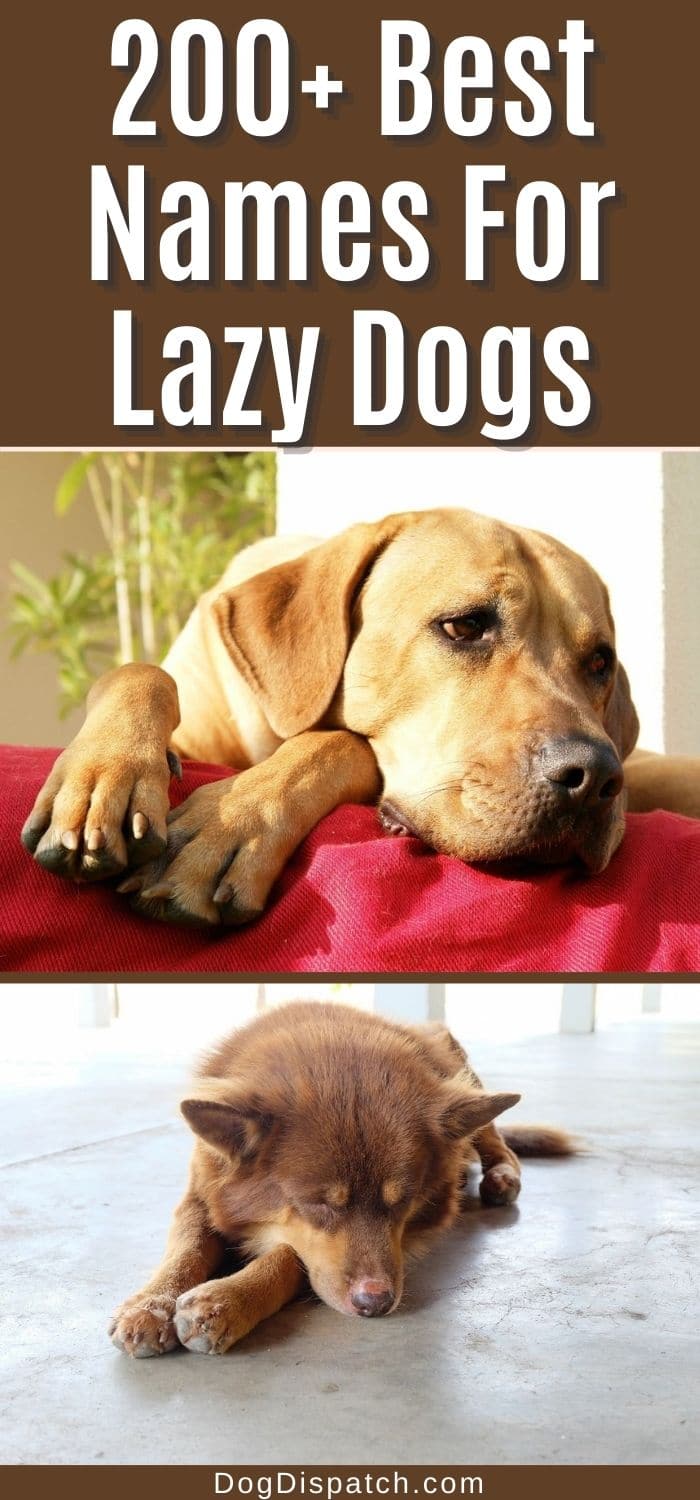 200-best-names-for-lazy-dogs-2022-updated-dog-dispatch