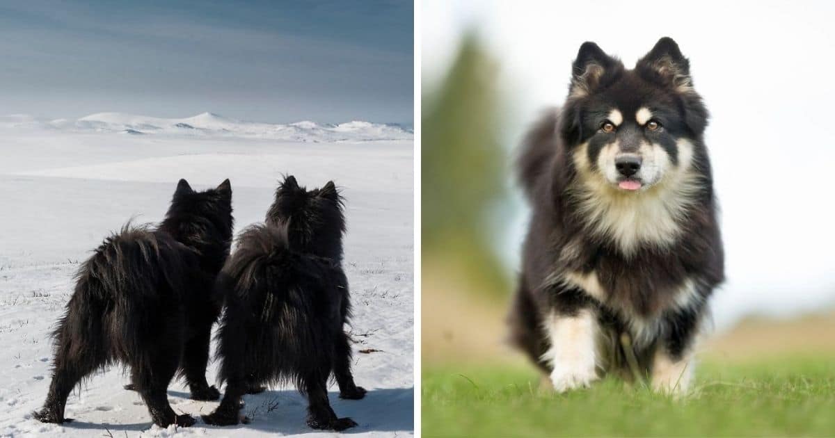 200-best-swedish-dog-names-2022-updated-dog-dispatch