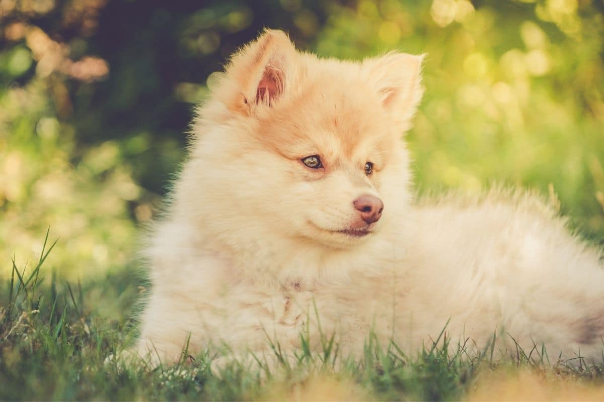 Golden Finish Lapphund pup lying in the green grass