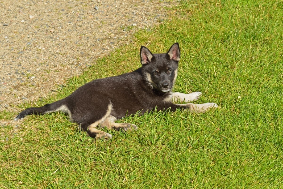 Black Lapponian Shepherd puppy lying on the green grass