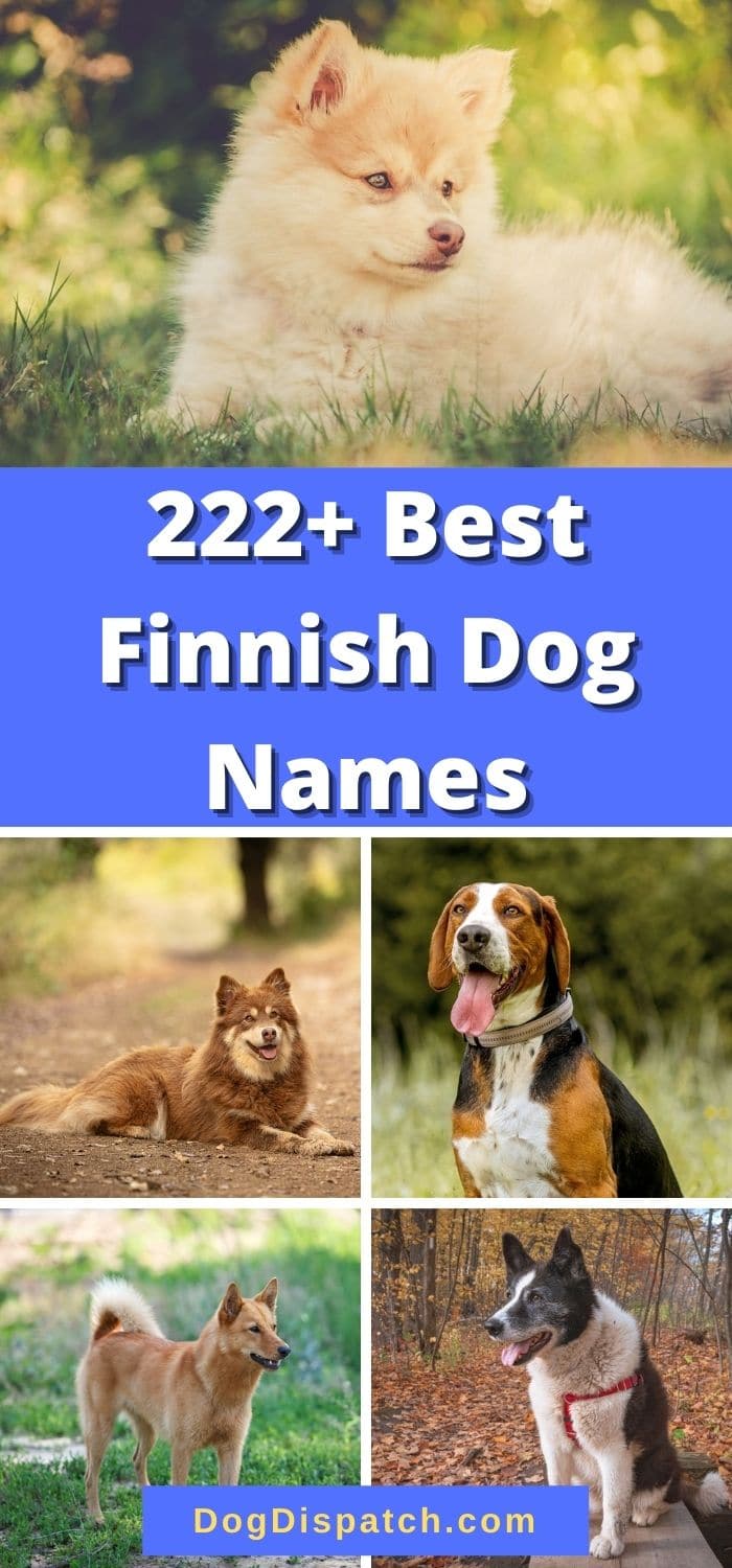 222-best-finnish-dog-names-2022-updated-dog-dispatch