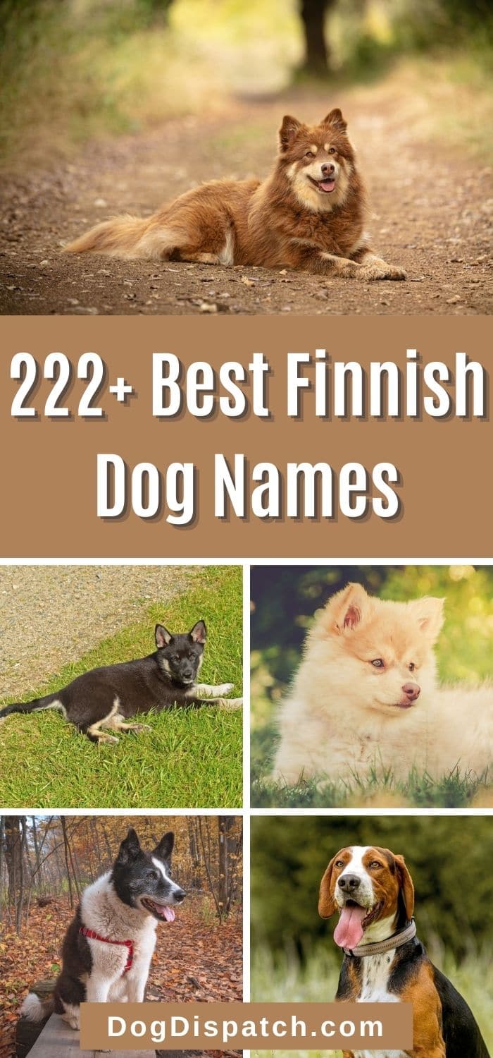 222+ Best Finnish Dog Names (2022 Updated) - Dog Dispatch