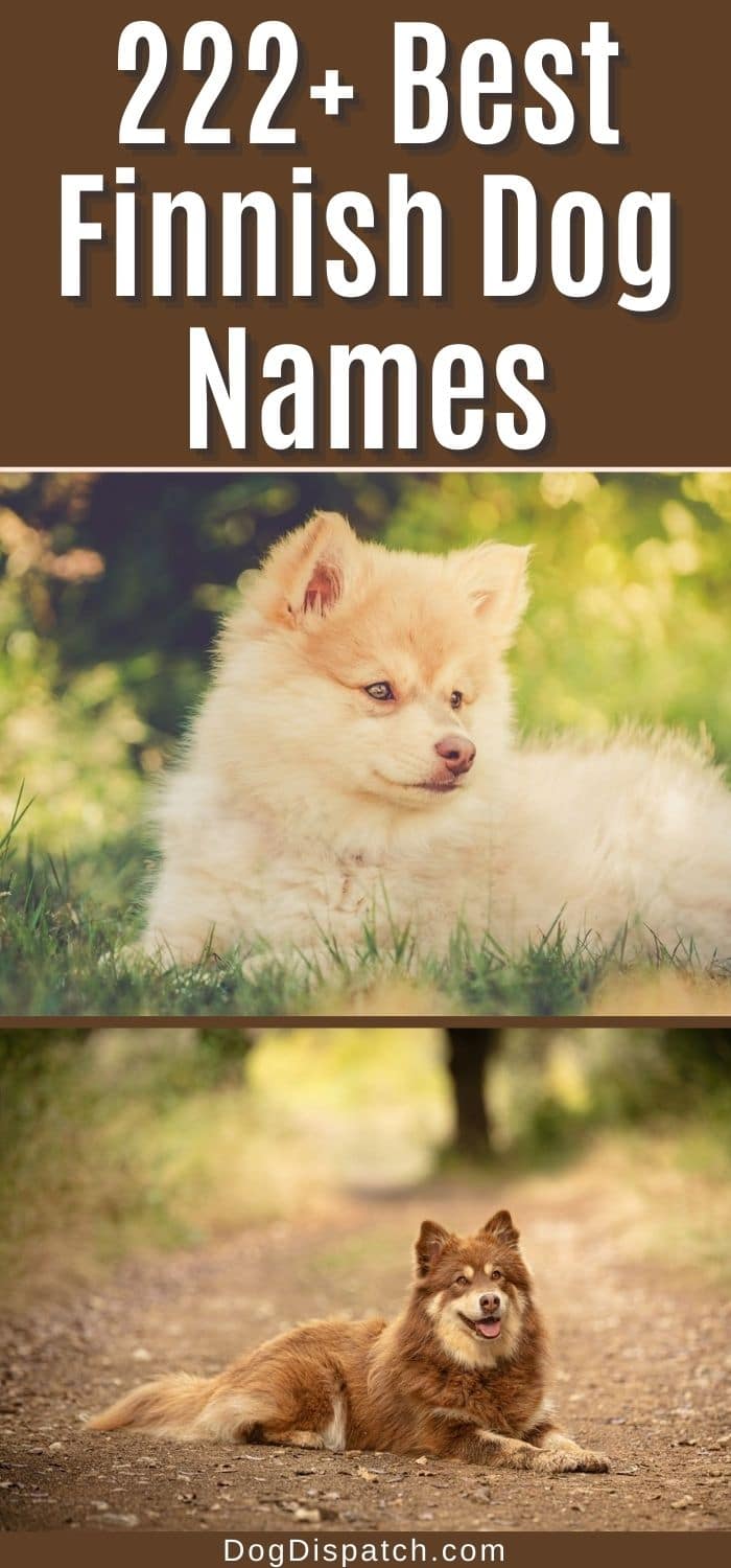 222+ Best Finnish Dog Names (2022 Updated) - Dog Dispatch